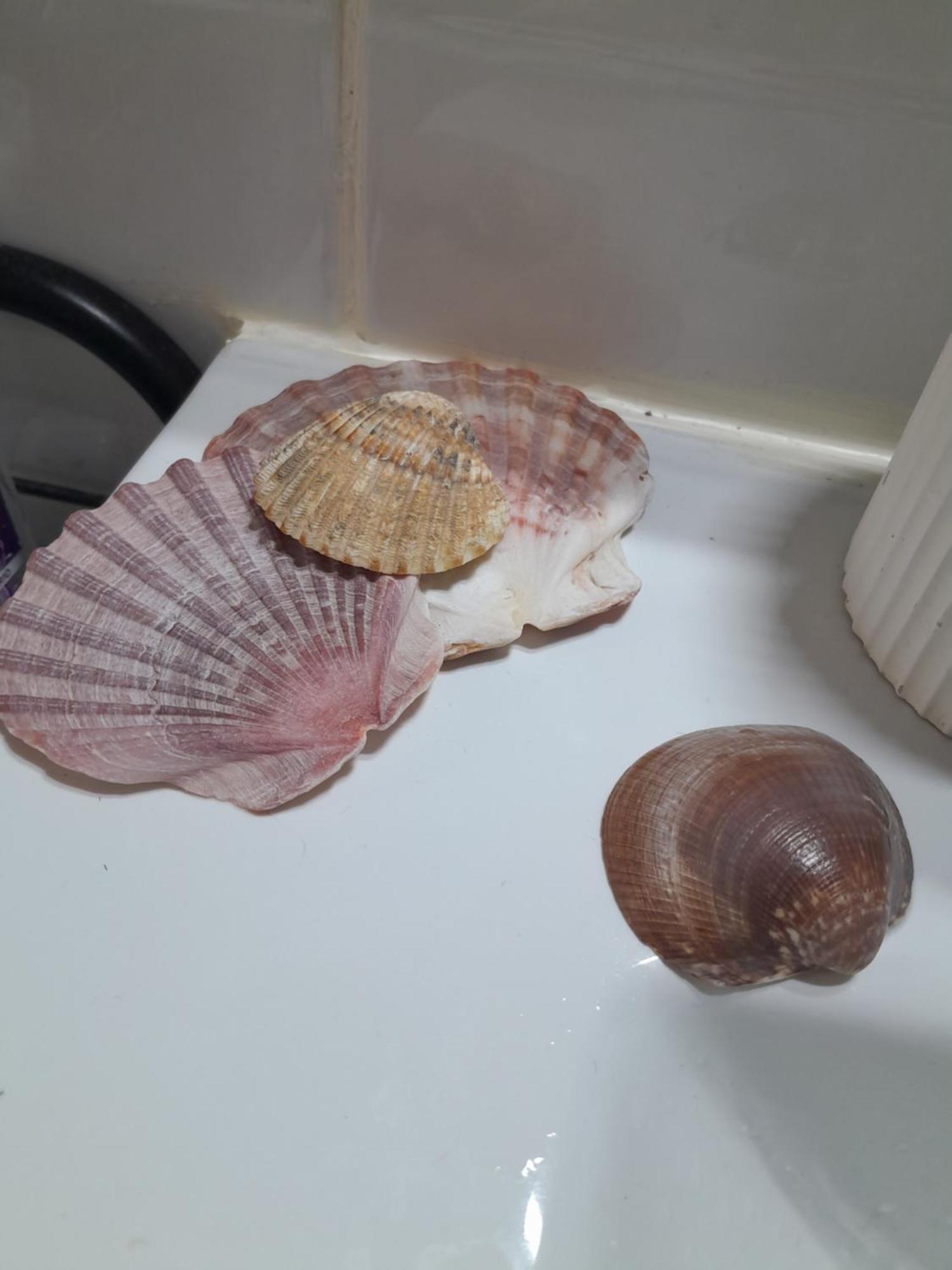 Gemuetliches Zimmer "Gold" Fuer 2 Personen Und Katzenliebhaber فالنسيا المظهر الخارجي الصورة